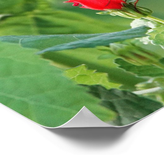 Butterfly on Wildfllowers, Poster Scriptversie Ver (Hoek)