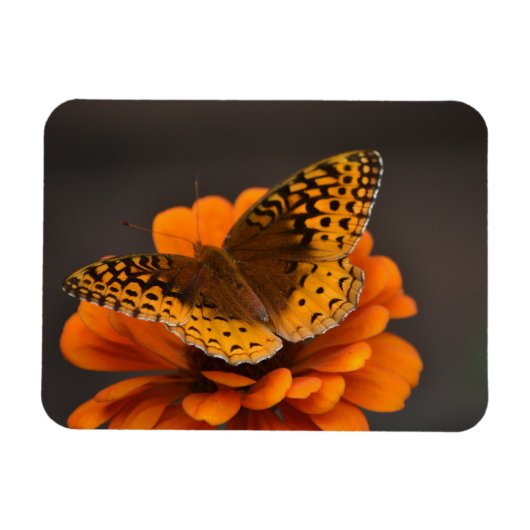 Butterfly on Zinnia Magnet Magneet (Horizontaal)