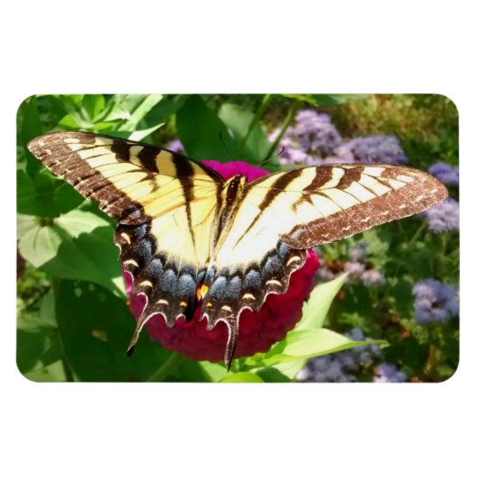 Butterfly on Zinnia Photo Magneet (Horizontaal)