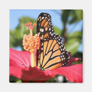 Butterfly op Hibiscus Magneet