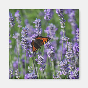 Butterfly op Lavender Fridge Magnet