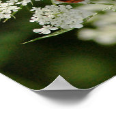 Butterfly op Queen Anne's Lace Poster (Hoek)