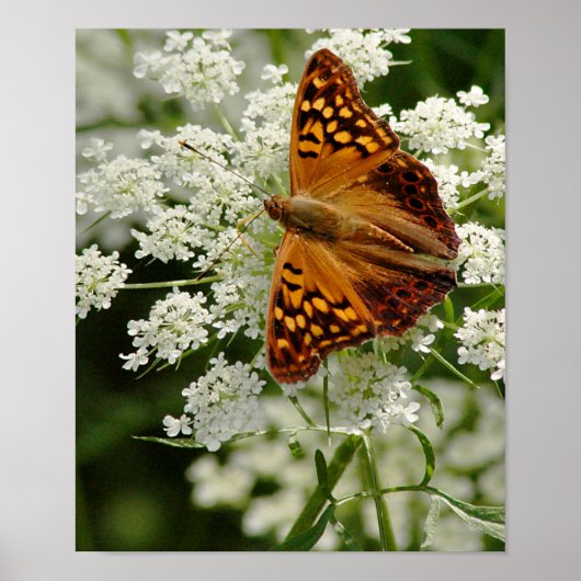 Butterfly op Queen Anne's Lace Poster (Voorkant)