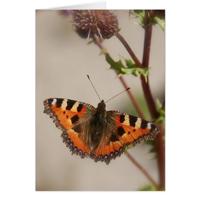 Butterfly op Thistle Card (Voorkant)
