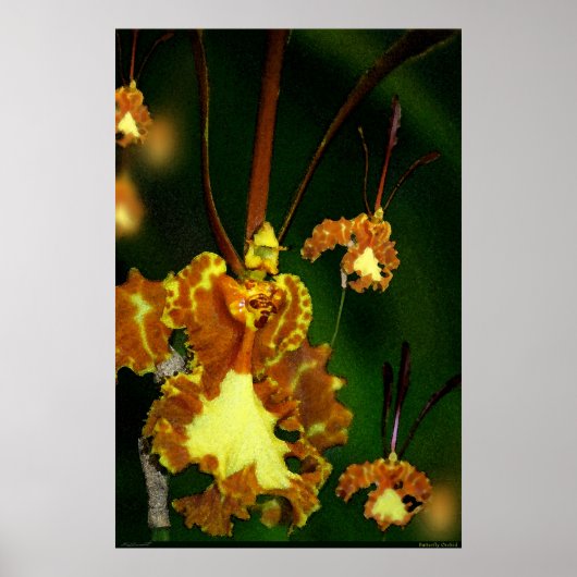 Butterfly Orchid Art Poster -24x36 -andere maten (Voorkant)