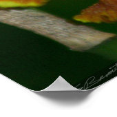 Butterfly Orchid Poster -24x36 -andere maten ook (Hoek)