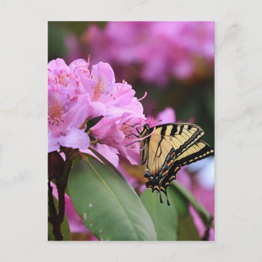 Butterfly Paradise Briefkaart (Voorkant)