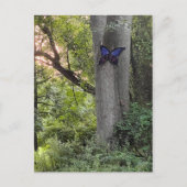 Butterfly Park Briefkaart (Voorkant)