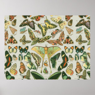 Butterfly  Pattern Butterflies Painting Poster