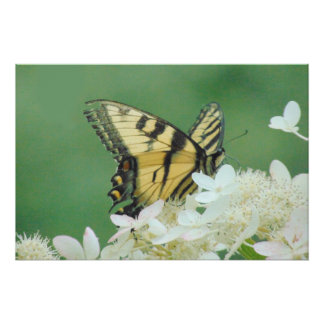 Butterfly Perfect Poster