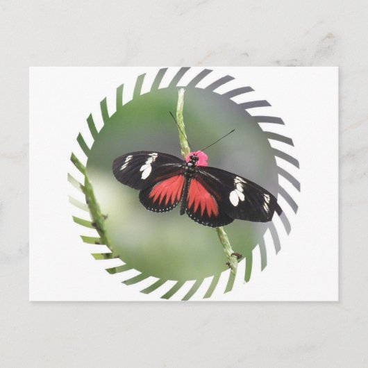 Butterfly Photo Design Briefkaart (Voorkant)
