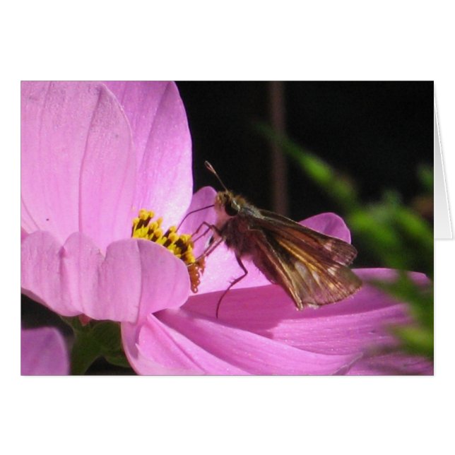 Butterfly Plain Card (Voorkant Horizontaal)