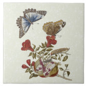 Butterfly Pomegranate Natural History Tile 6x6 Tegeltje (Voorkant)