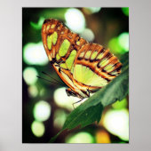 Butterfly Posing Close Poster (Voorkant)