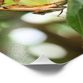 Butterfly Posing Close-up 8x10 Foto Afdruk (Hoek)