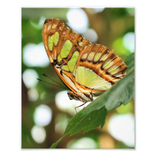 Butterfly Posing Close-up 8x10 Foto Afdruk