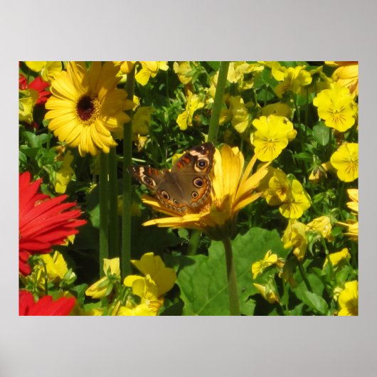 Butterfly Poster (Voorkant)