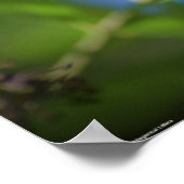 Butterfly,  poster (Hoek)