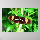 Butterfly Poster (Voorkant)