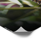 Butterfly Poster (Hoek)