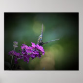 Butterfly Poster (Voorkant)