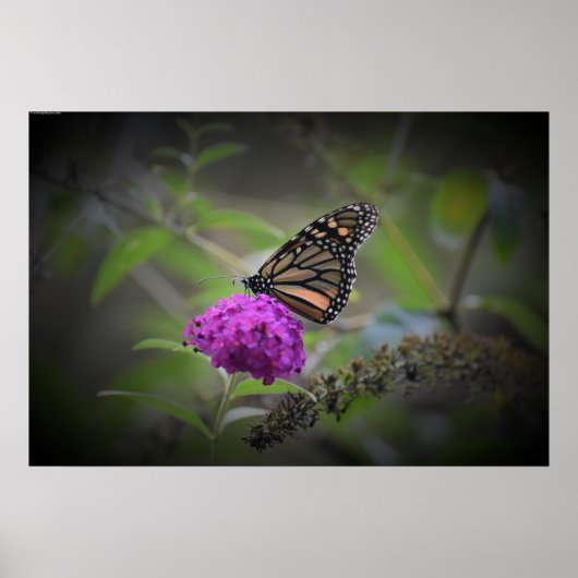 Butterfly Poster (Voorkant)