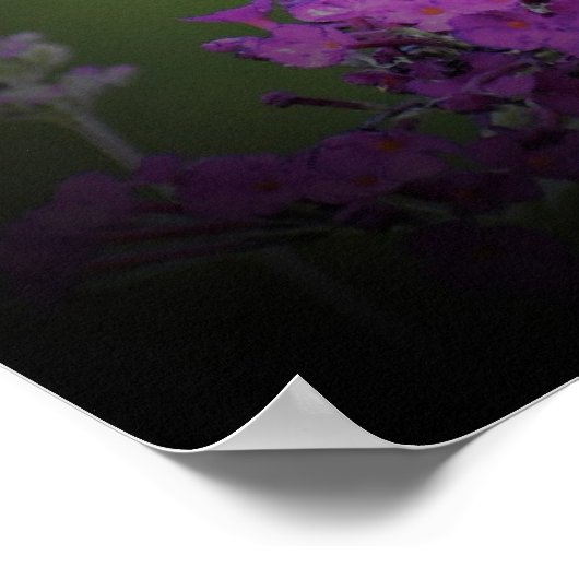 Butterfly Poster (Hoek)