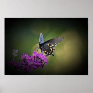 Butterfly Poster