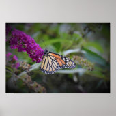 Butterfly Poster (Voorkant)