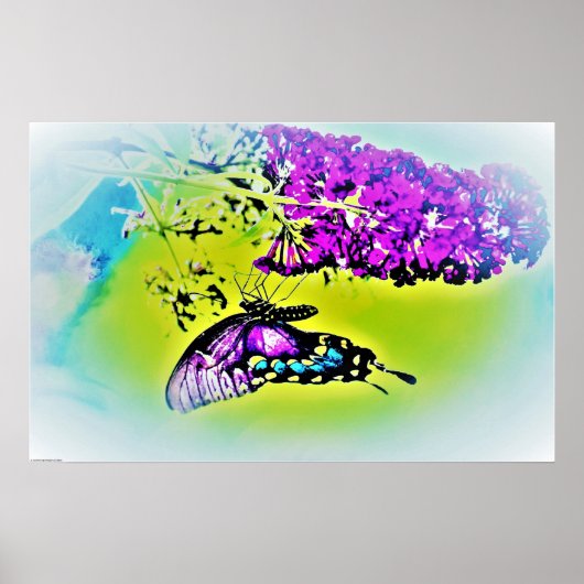 Butterfly Poster (Voorkant)