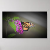 Butterfly Poster (Voorkant)