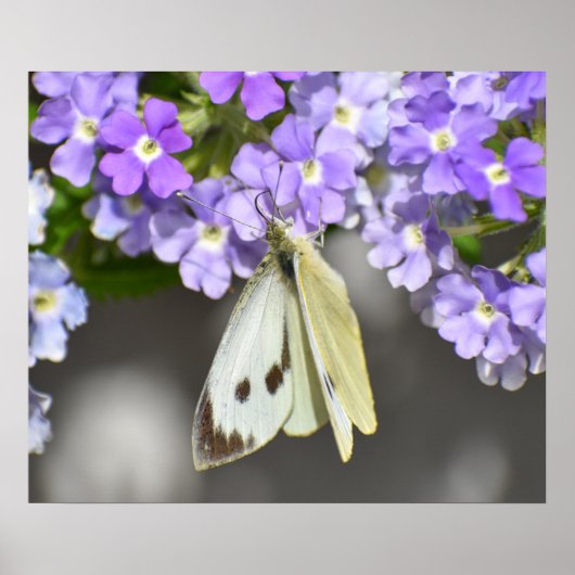 Butterfly Poster (Voorkant)