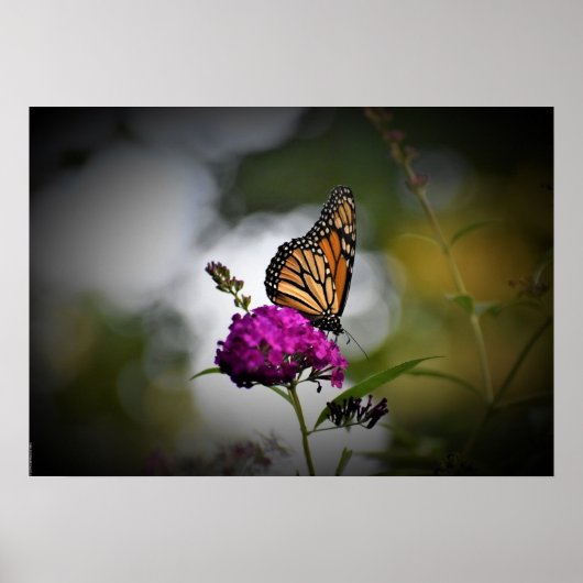 Butterfly Poster (Voorkant)