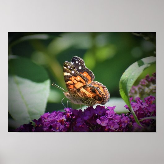 Butterfly Poster (Voorkant)