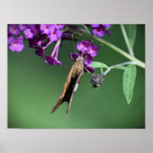 Butterfly Poster (Voorkant)