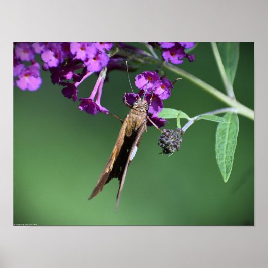 Butterfly Poster (Voorkant)