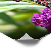 Butterfly Poster (Hoek)