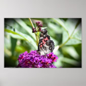 Butterfly Poster (Voorkant)