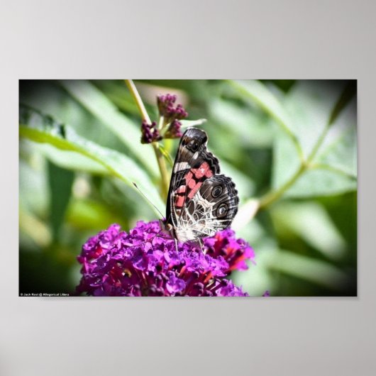 Butterfly Poster (Voorkant)