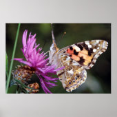 Butterfly Poster (Voorkant)