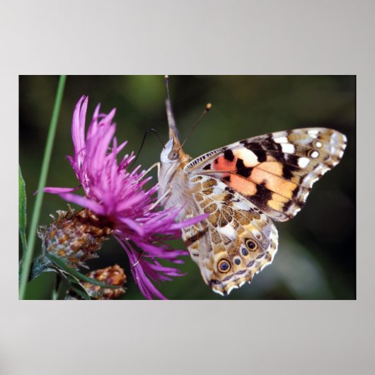 Butterfly Poster (Voorkant)