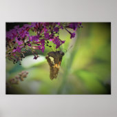Butterfly Poster (Voorkant)