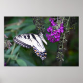 Butterfly Poster (Voorkant)