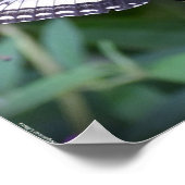 Butterfly Poster (Hoek)