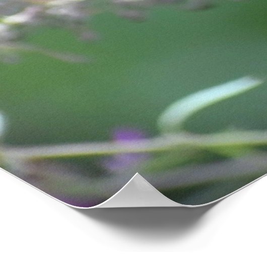 Butterfly Poster (Hoek)