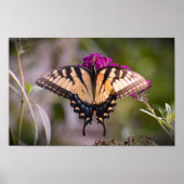 Butterfly Poster (Voorkant)