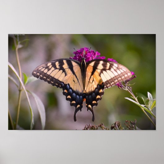 Butterfly Poster (Voorkant)