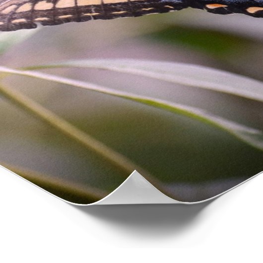 Butterfly Poster (Hoek)