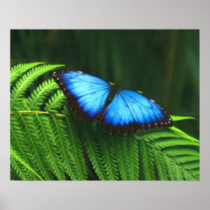 Butterfly Poster