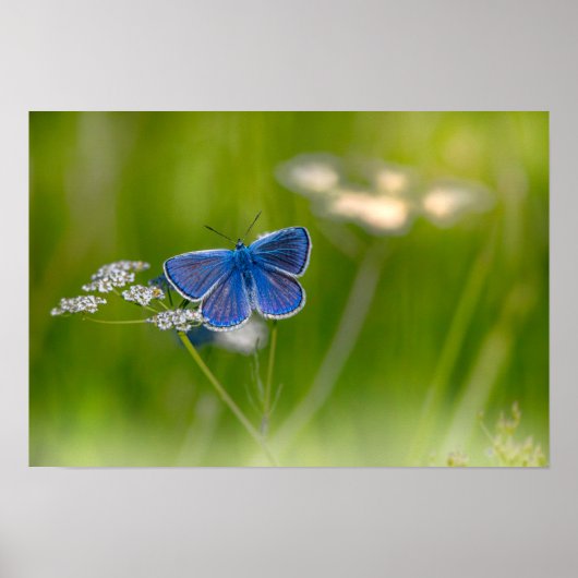 Butterfly Poster (Voorkant)